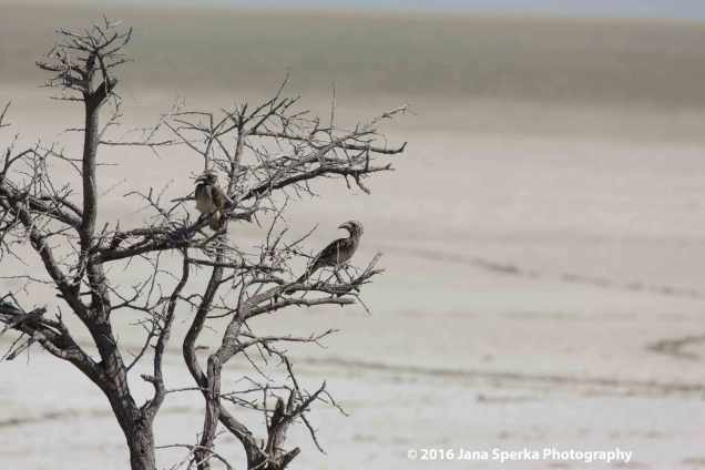 African-Grey-Hornbillweb