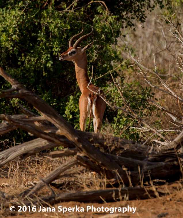 Gerenuk, yup it really has that absurdly disproportionate long neck.