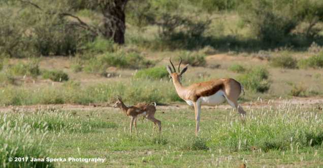 Springbok-Newborn_2web